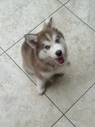 Filhotes de husky siberiano marrom