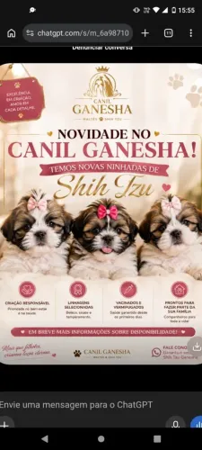 Filhote de Shitzu a venda
