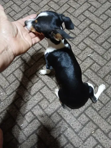 Pinscher machinho 5 meses Vacinado(Não respondo recado no chat)