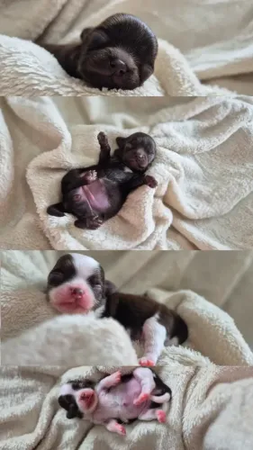 Chihuahua PÊLO LONGO FEMEA E MACHO CHOCOLATE