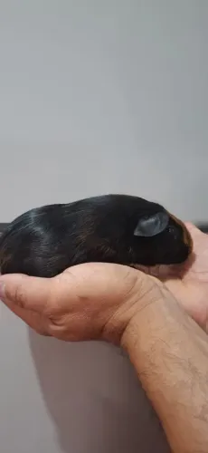 Porquinho da Inglês Padrão