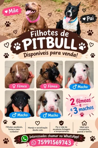 Vende-se filhotes de pitbull