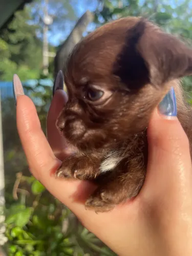 Chihuahua micro 