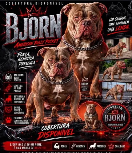 American bully pocket 