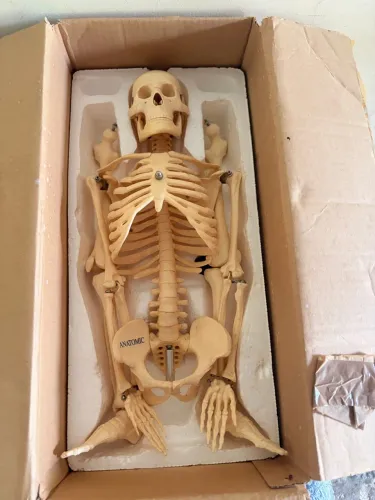 Esqueleto Anatômico Profissional ANATOMIC
