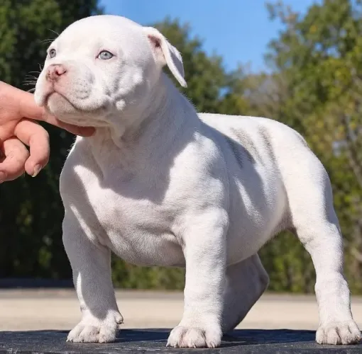 american bully caes de alto nivel linhagem importada