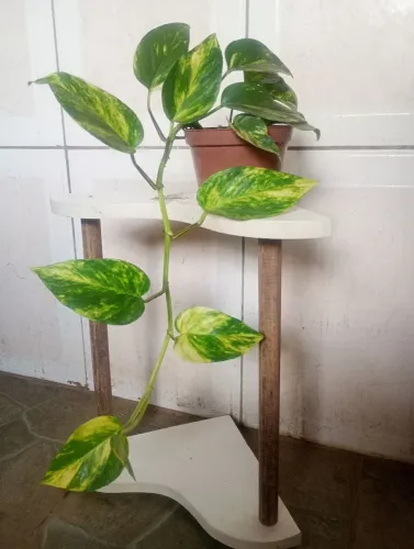 Plantas