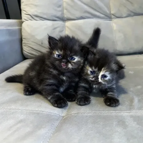 Gata persa 