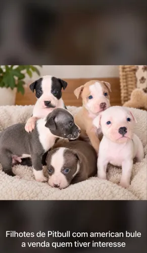 Filhotes de pitbull com american bully.