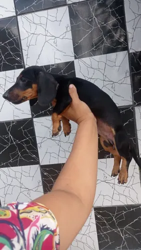 Linda fêmea de salsicha pra venda 