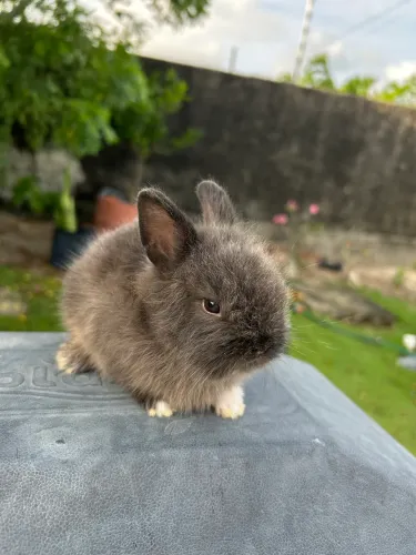 Filhote de coelho anão 