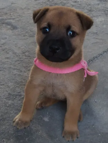 Cachorro chow chow.