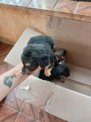 Cachorro shitzu