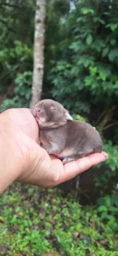 Mini coelho Netherland Dwarf 