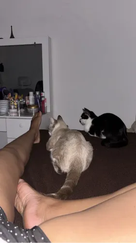 Gato para adoção 