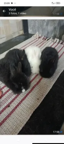 Filhotes de coelhos