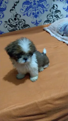Shitzu fêmea, 2 meses de idade, comportadinha, uma anjinha  