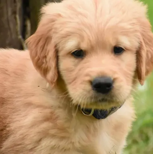 Golden Retriever Vínculo que se mantém forte