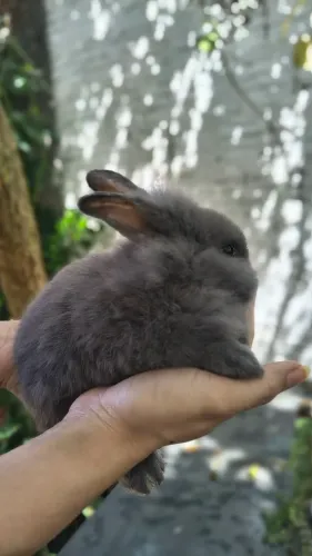 Coelhinhos raça Netherland + Lion