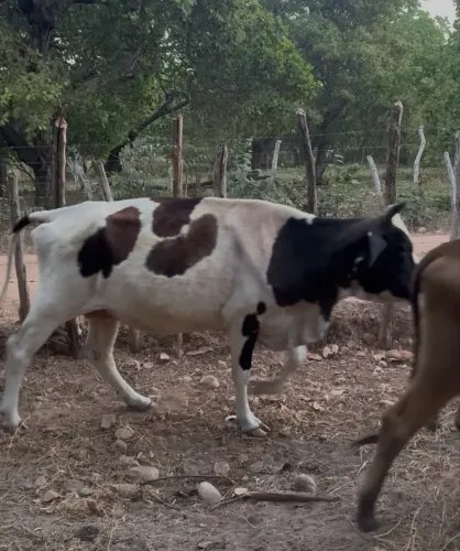 Vendo gado