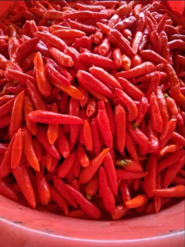 Pimenta malagueta