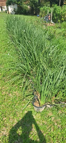 Moreia branca