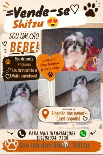Filhote de Shitzu
