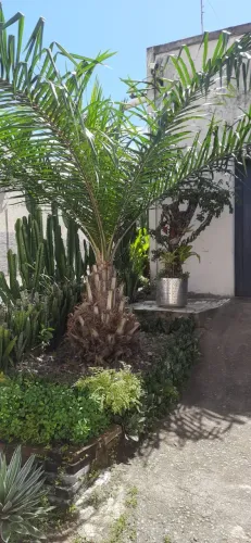 PÉ DE DENDÊ