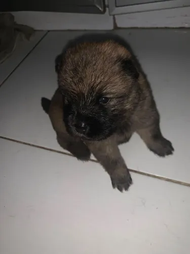 Chow chow