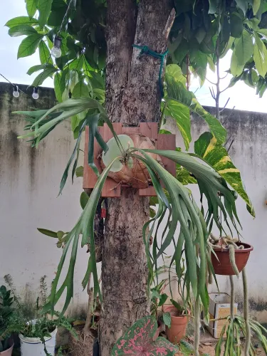Planta