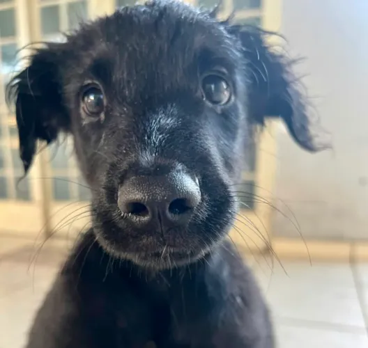 Filhote de Cachorro Macho