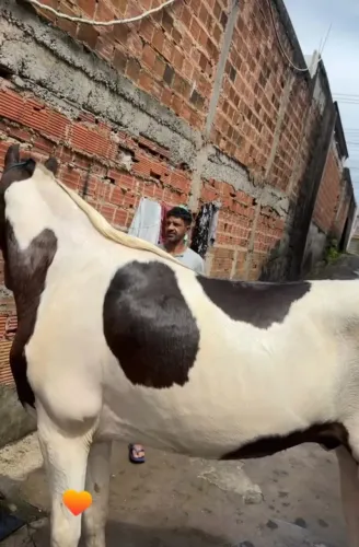 Cavalo pampa mangalargar 