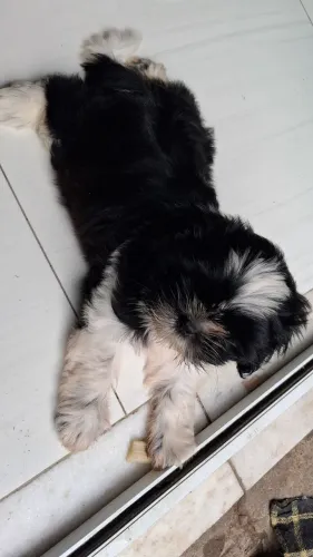 Filhote de shih tzu