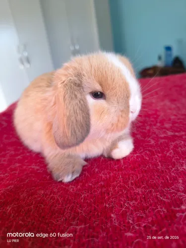 Coelho Mini Lop linhagem Uruguaia LEIA