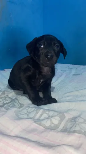 Cachorrinho para doação