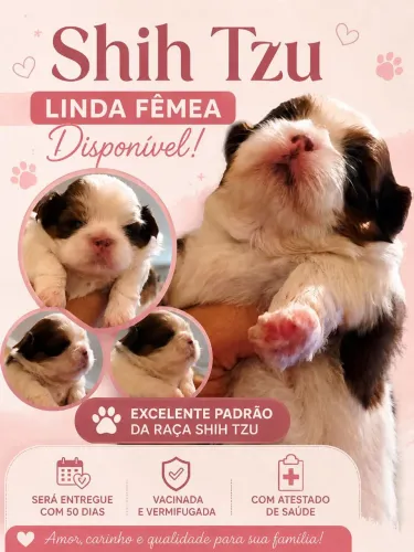 Linda fêmea Shitzu