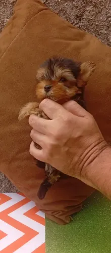 Pinscher e Yorkshire com ótima adaptação