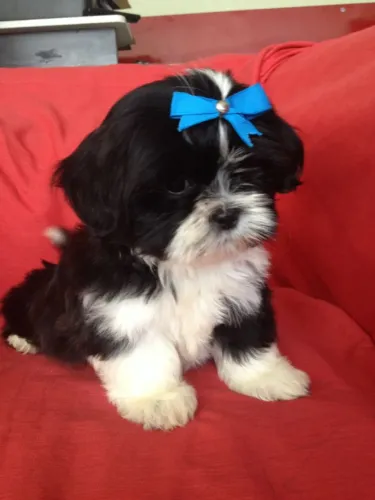 Shih tzu - diversas cores disponiveis
