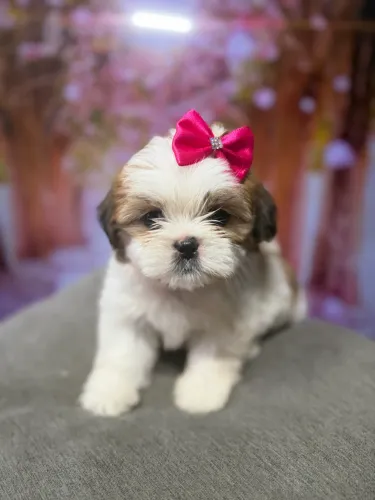 Shih tzu fêmeas disponíveis