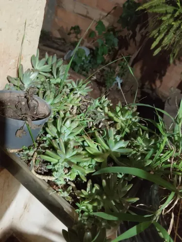 Plantas Maravilhosas com preço baixo