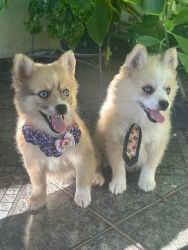 Filhotes de Pomsky 