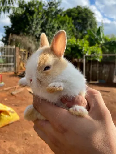 Mini coelho