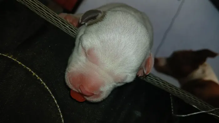 Filhotes PITBULL ?