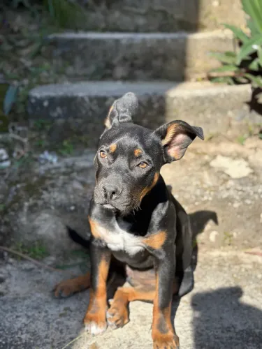 Pit bull com American Bully
