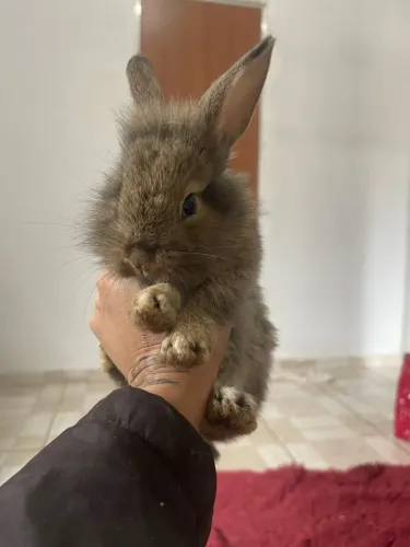 Filhotes lionhead