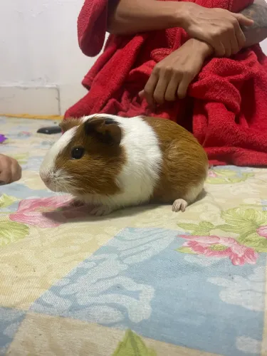 Vende-se porquinha da índia (Obs: ela está prenha)