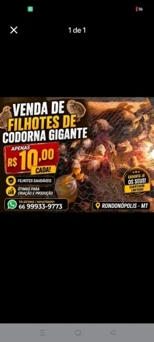 Codornas gigante e pintinhos caipiras