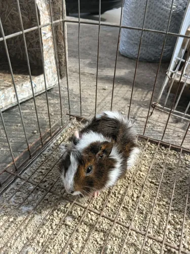 Porquinho da Índia 