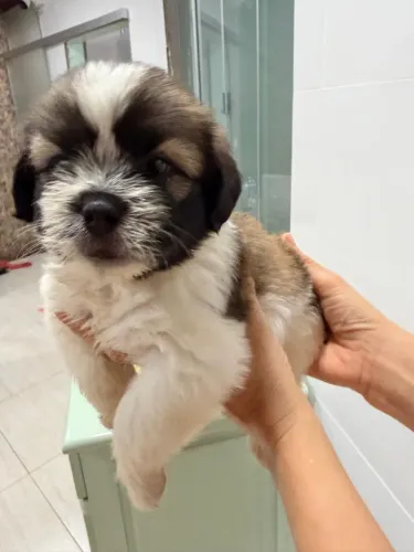 Filhotes de shih tzu machos, lindos, mimosos, pelos extremamente macios