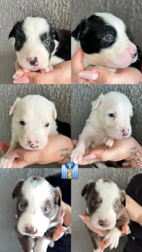Filhote Border Collie 